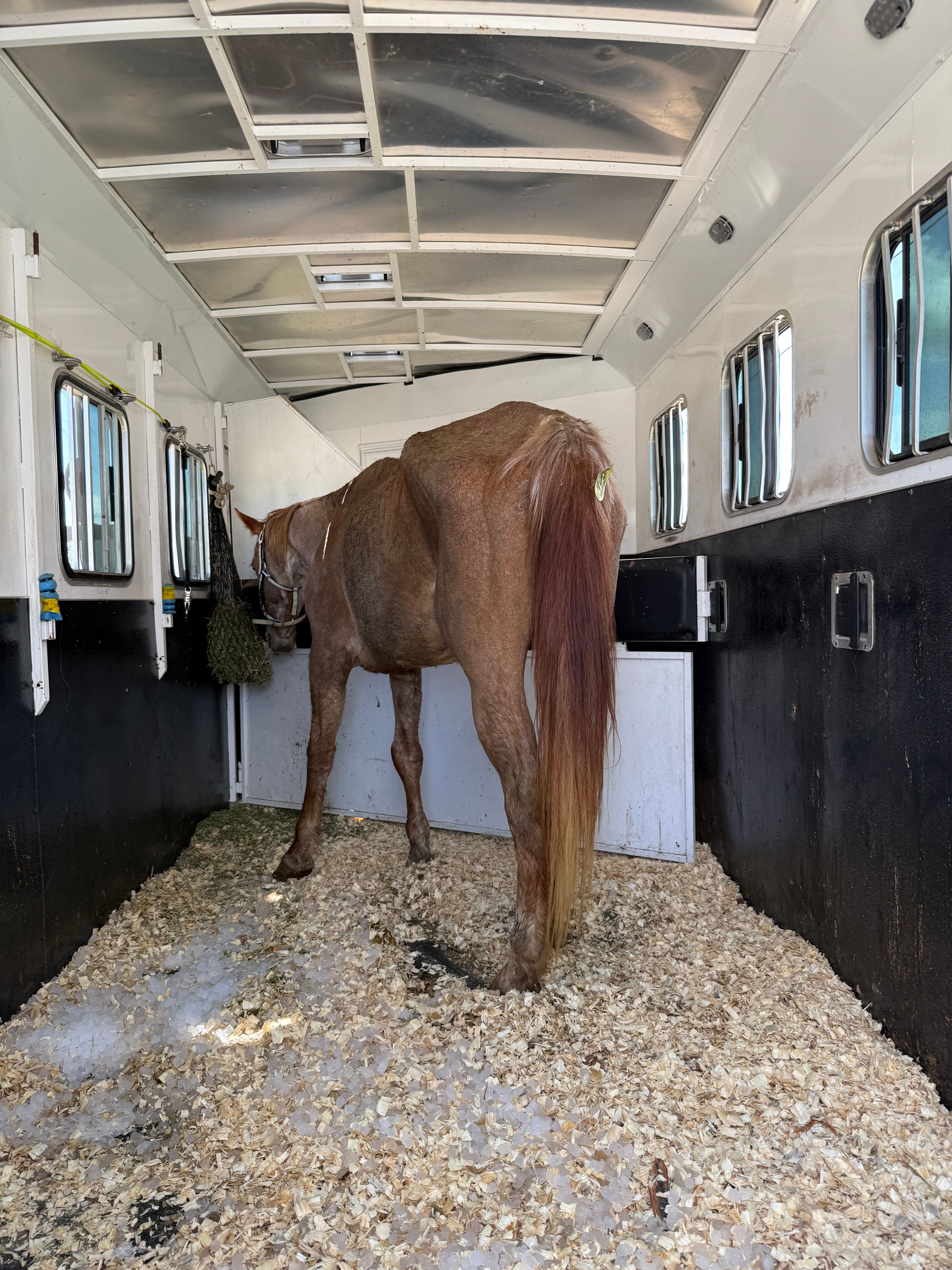 Clover RS Horse Rescue Inc