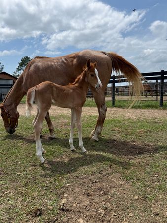 Clover RS Horse Rescue Inc