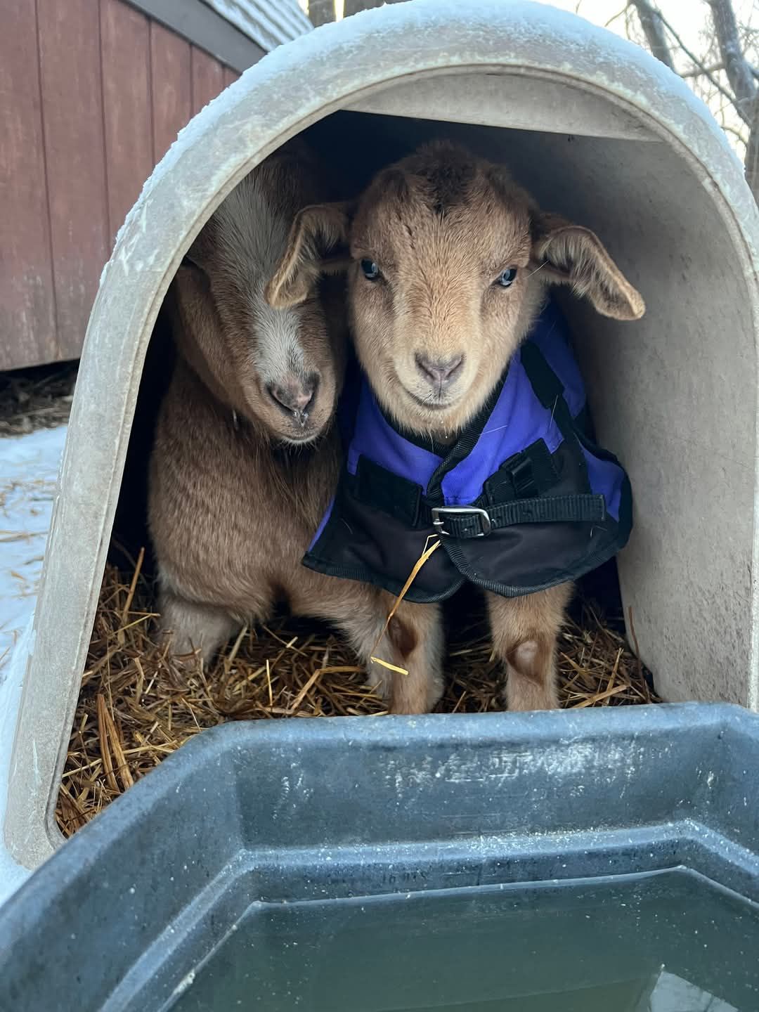 Aspyn Acres Wildlife Rehabilitation and Farm Sanctuary