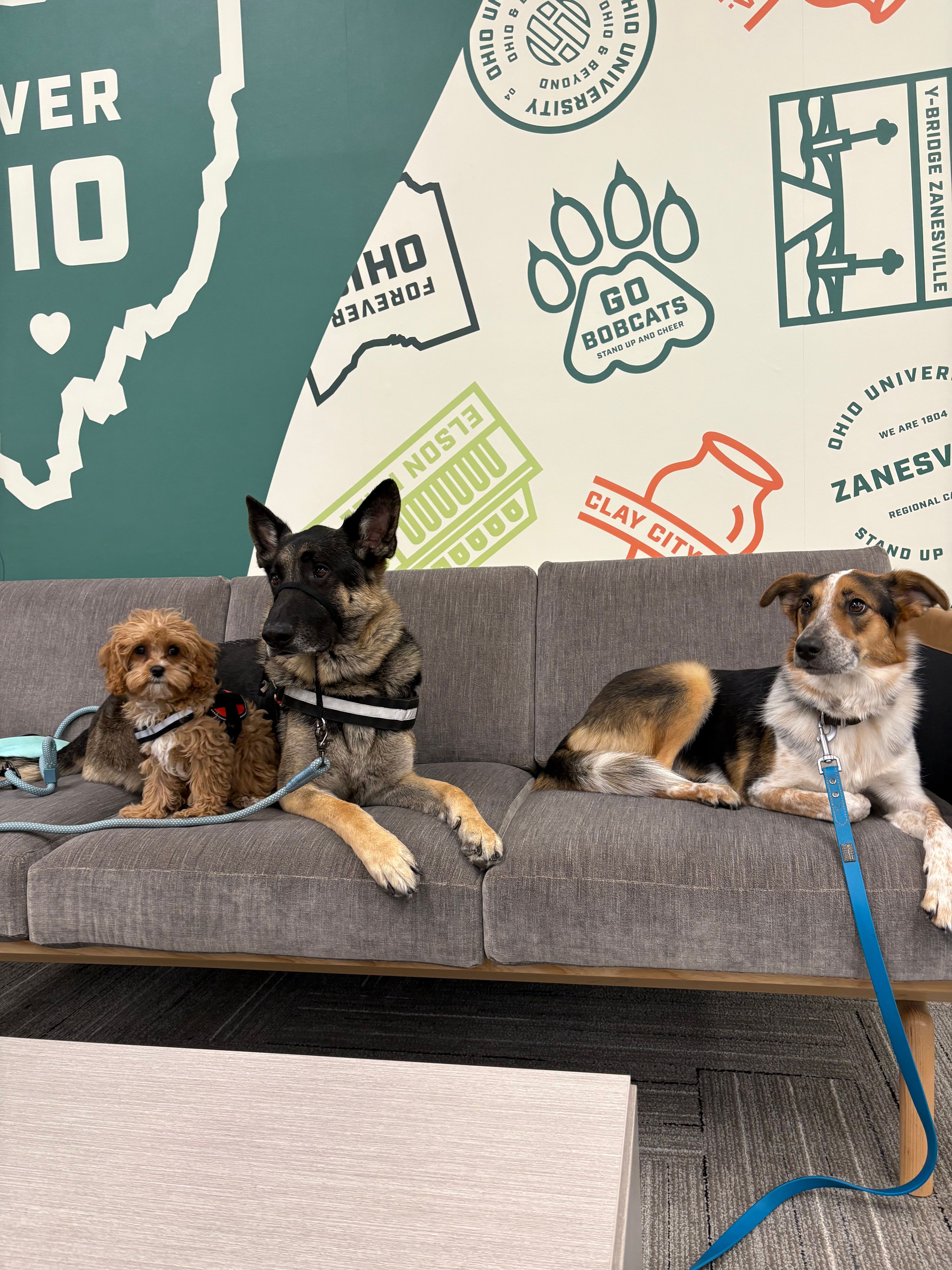 Fetch Remedy Dogs Inc.