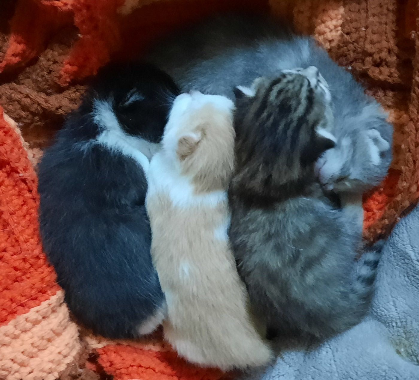 Saving Pets One at a Time, Inc (SPOT)