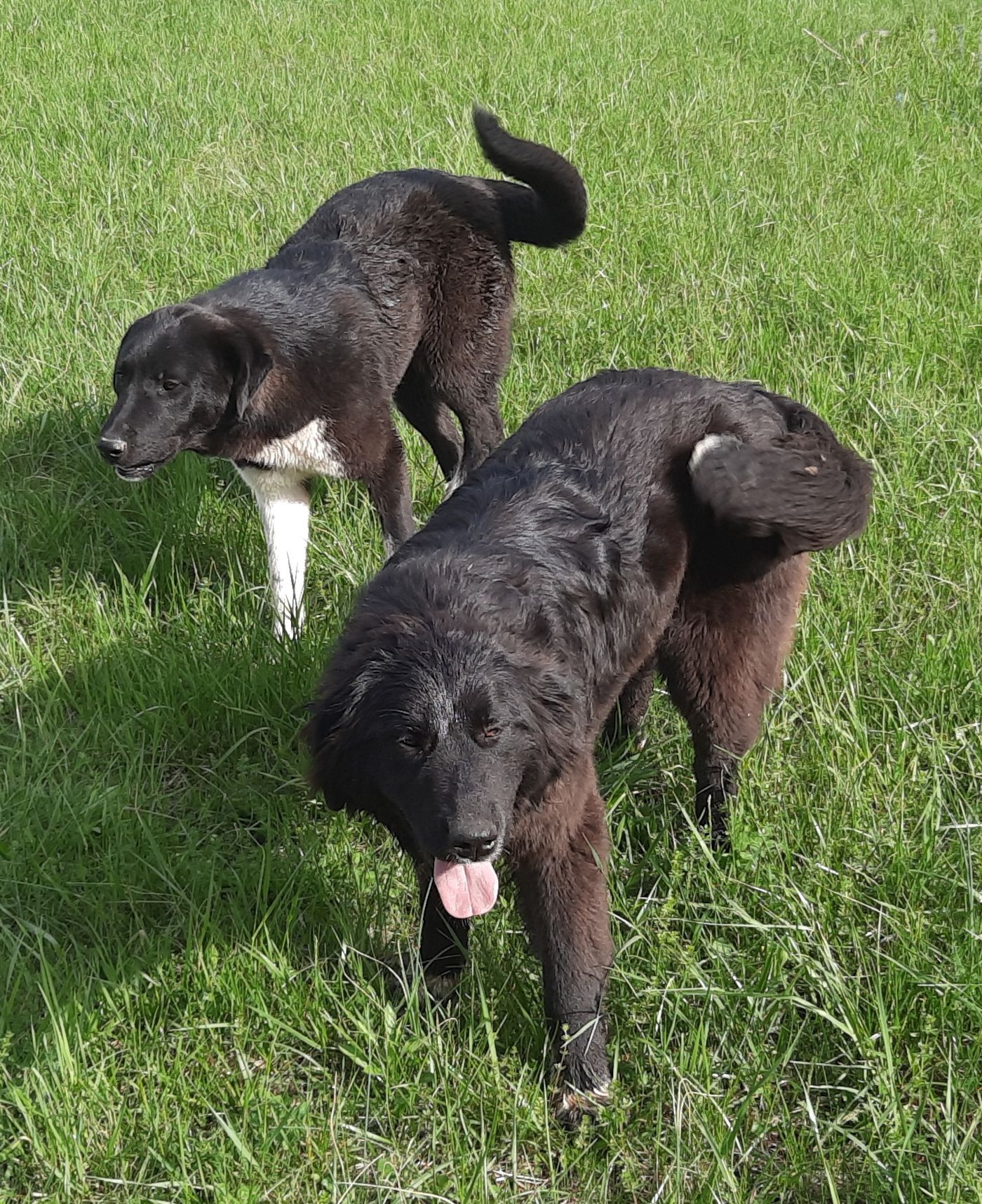 Saving Pets One at a Time, Inc (SPOT)