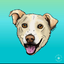 Southern Cross Animal Rescue