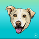 Southern Cross Animal Rescue