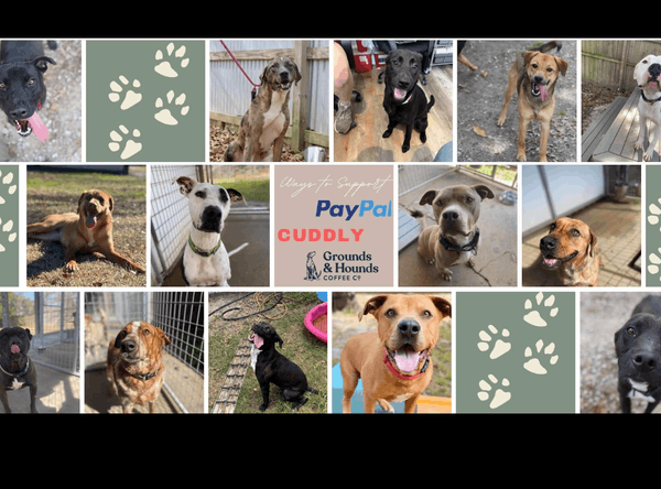 Southern Cross Animal Rescue