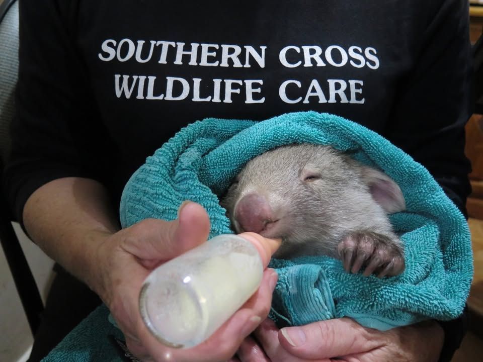 Southern Cross Animal Rescue