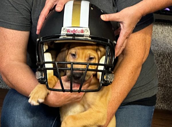 God’s PAWS Rescue and Shelter