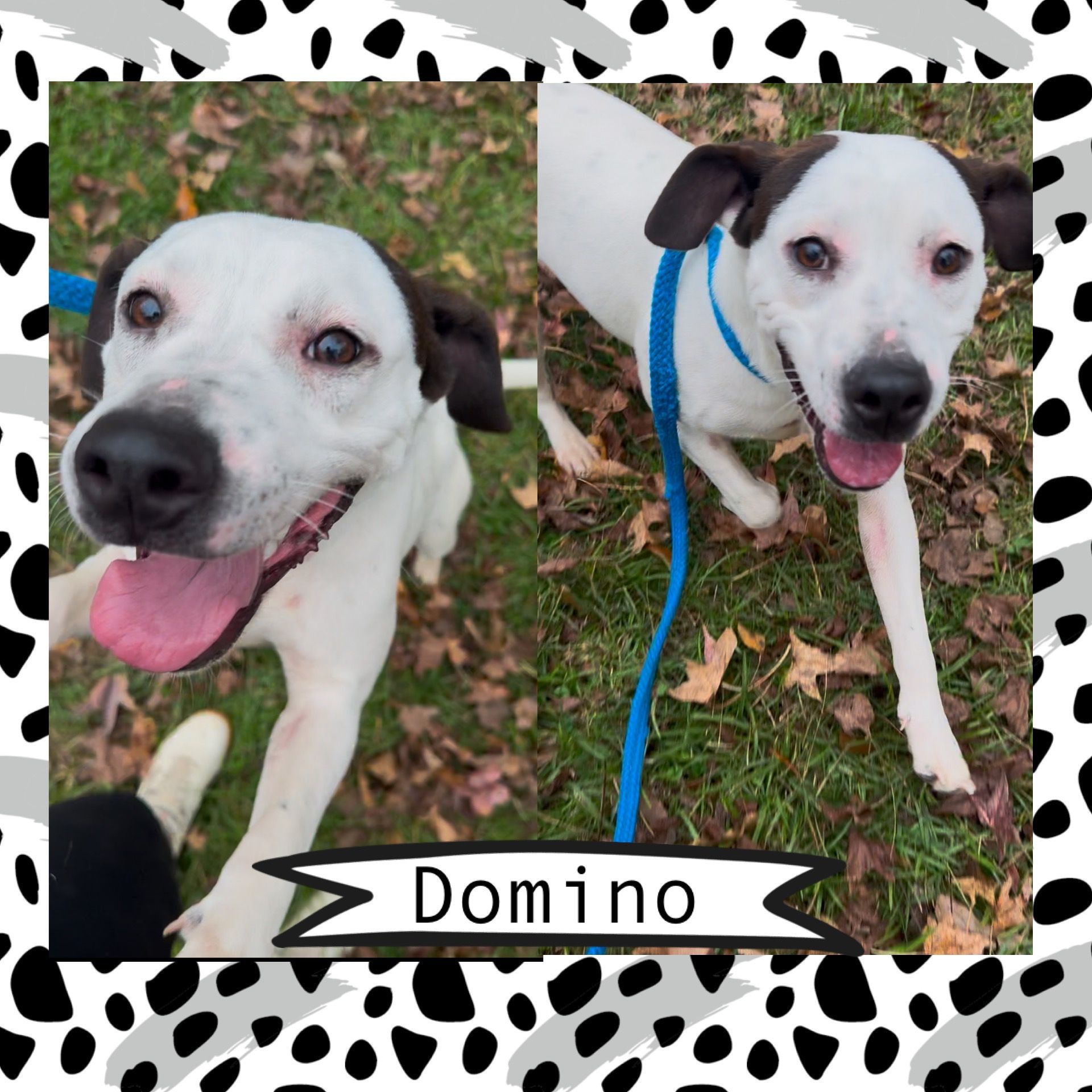 God’s PAWS Rescue and Shelter