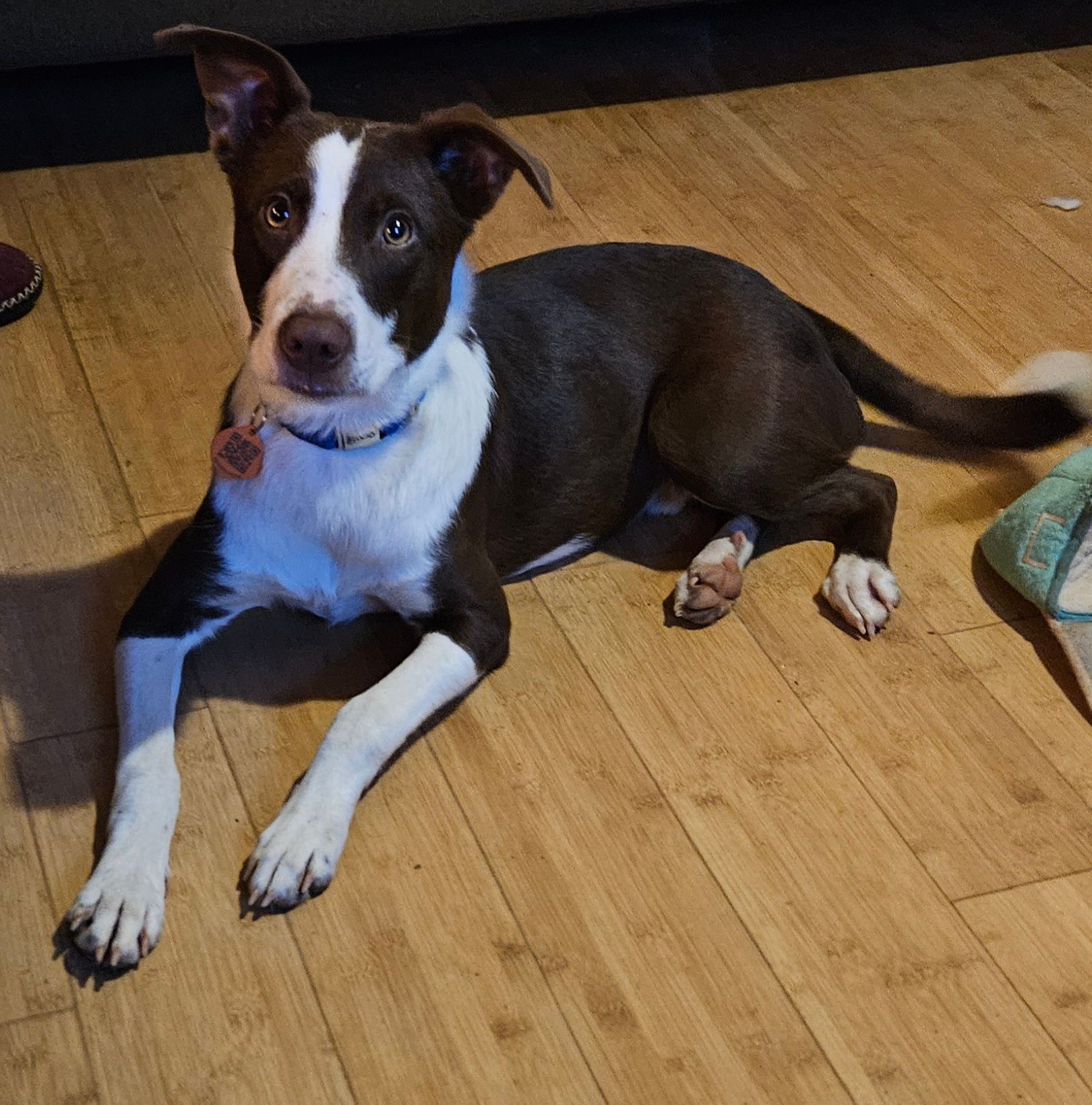 For The Puppies Foundation Inc