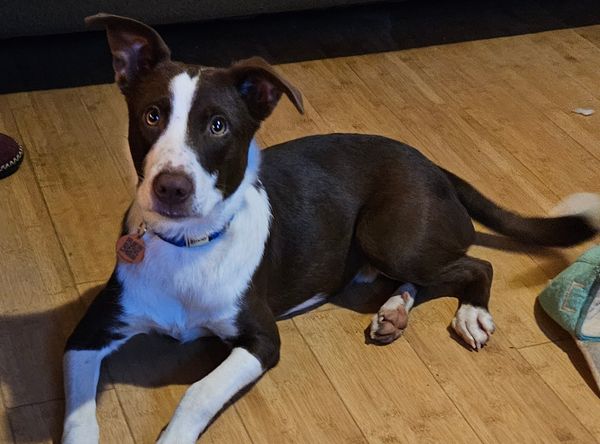 For The Puppies Foundation Inc