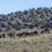 Center for Racehorse Retraining