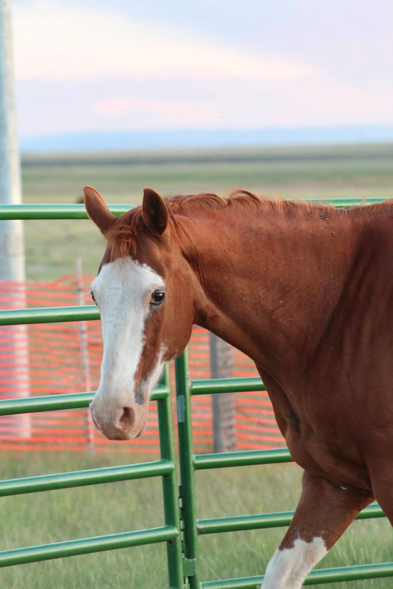 Mountain Shadows Equine Revival
