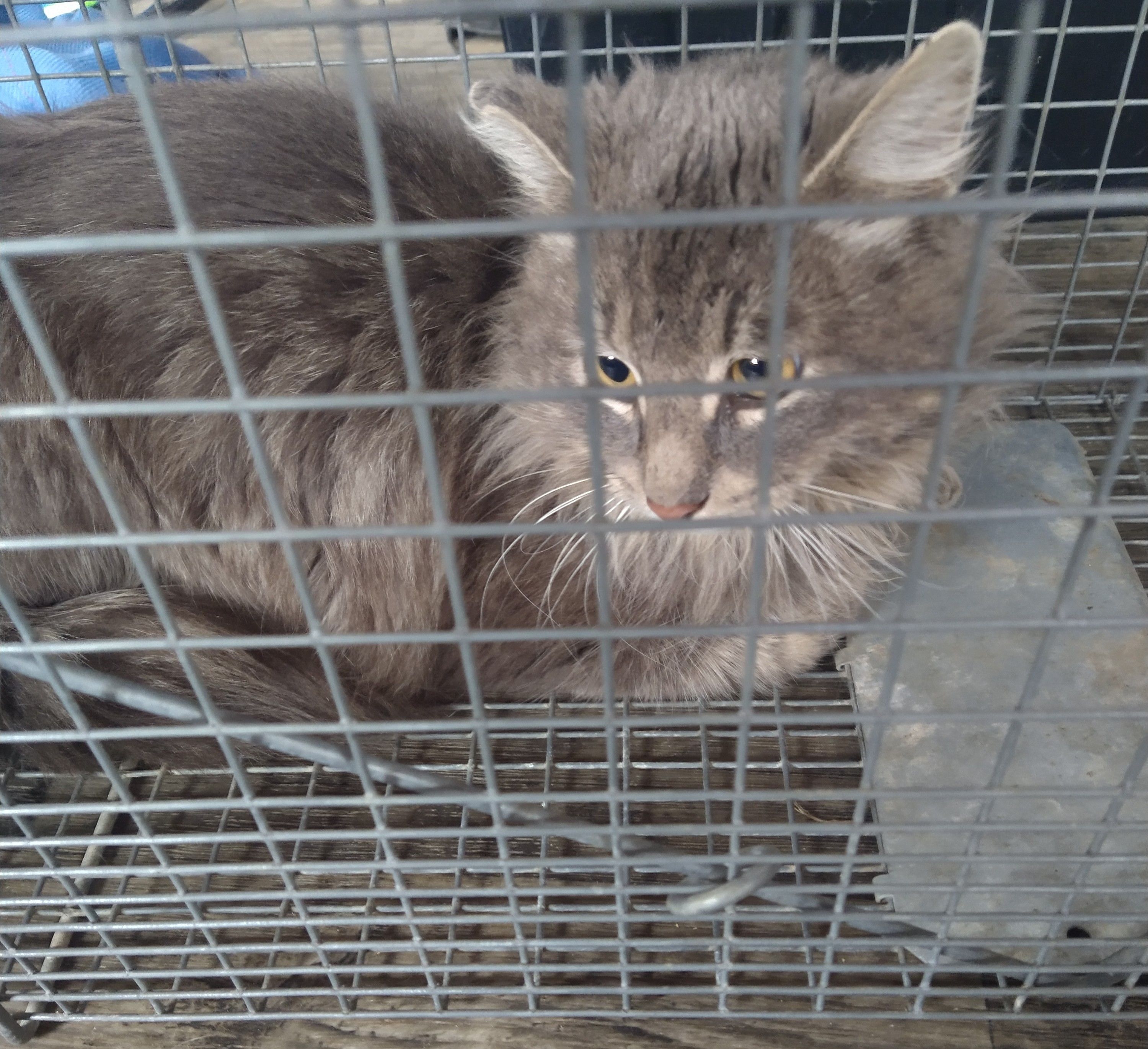 PurrfectLittlePaws, Inc