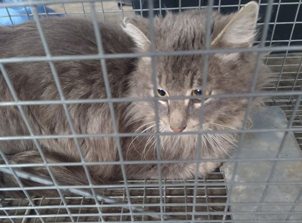 PurrfectLittlePaws, Inc