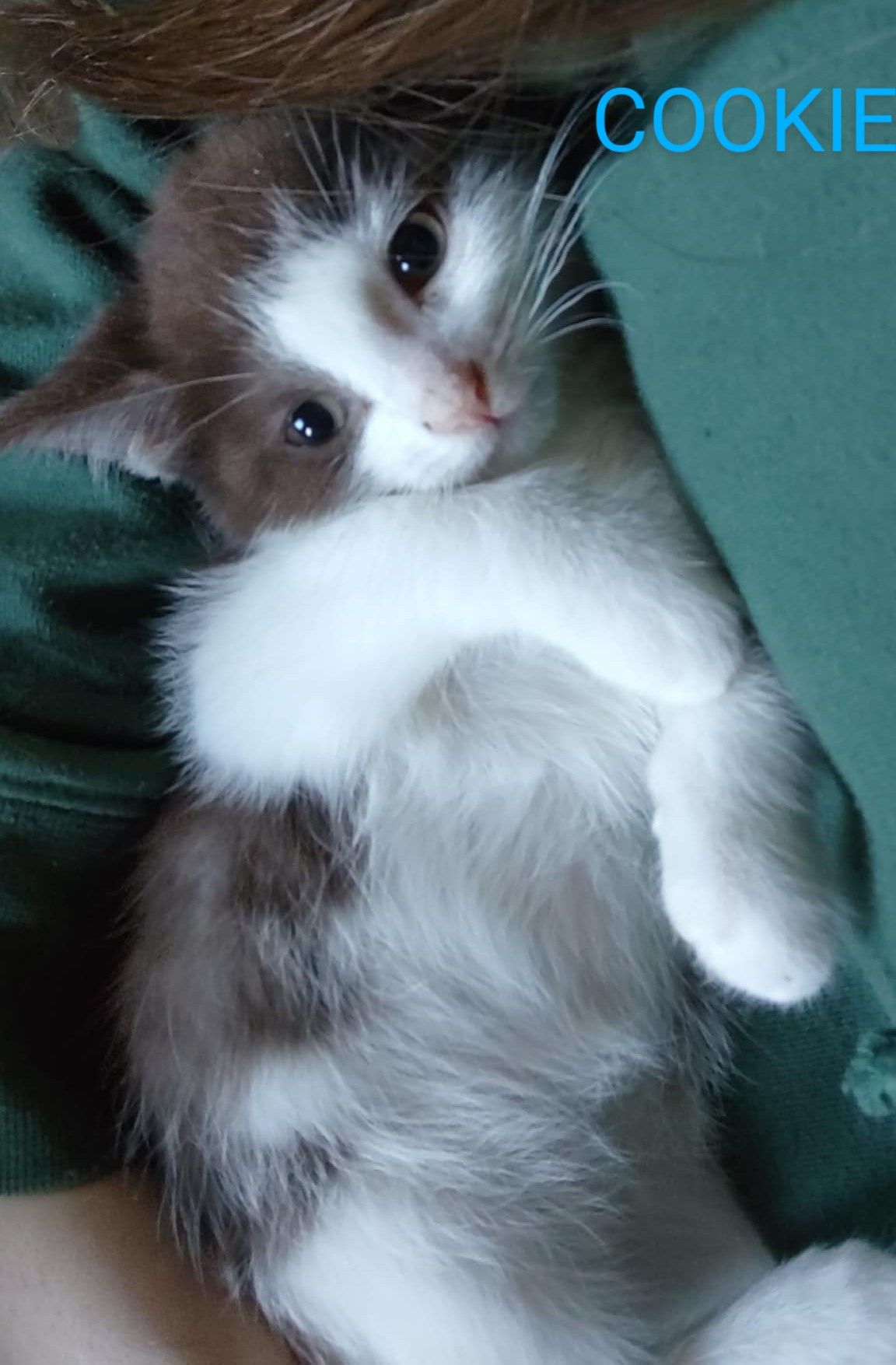 PurrfectLittlePaws, Inc