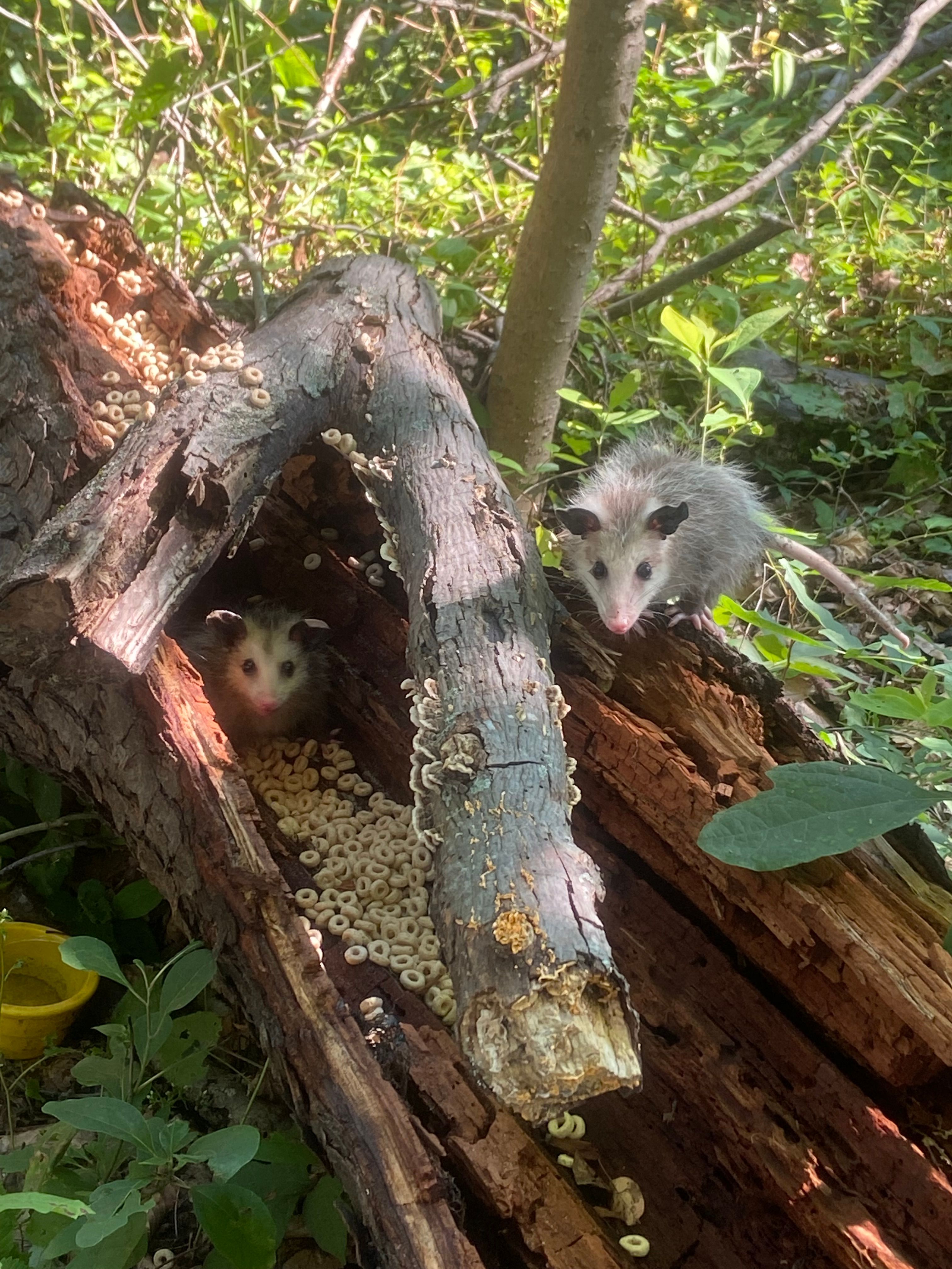 Feronia Wildlife Rehabilitation Inc.