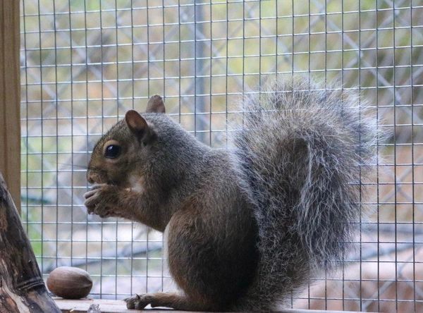 Feronia Wildlife Rehabilitation Inc.