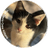 Davis Crew Kittens, Inc