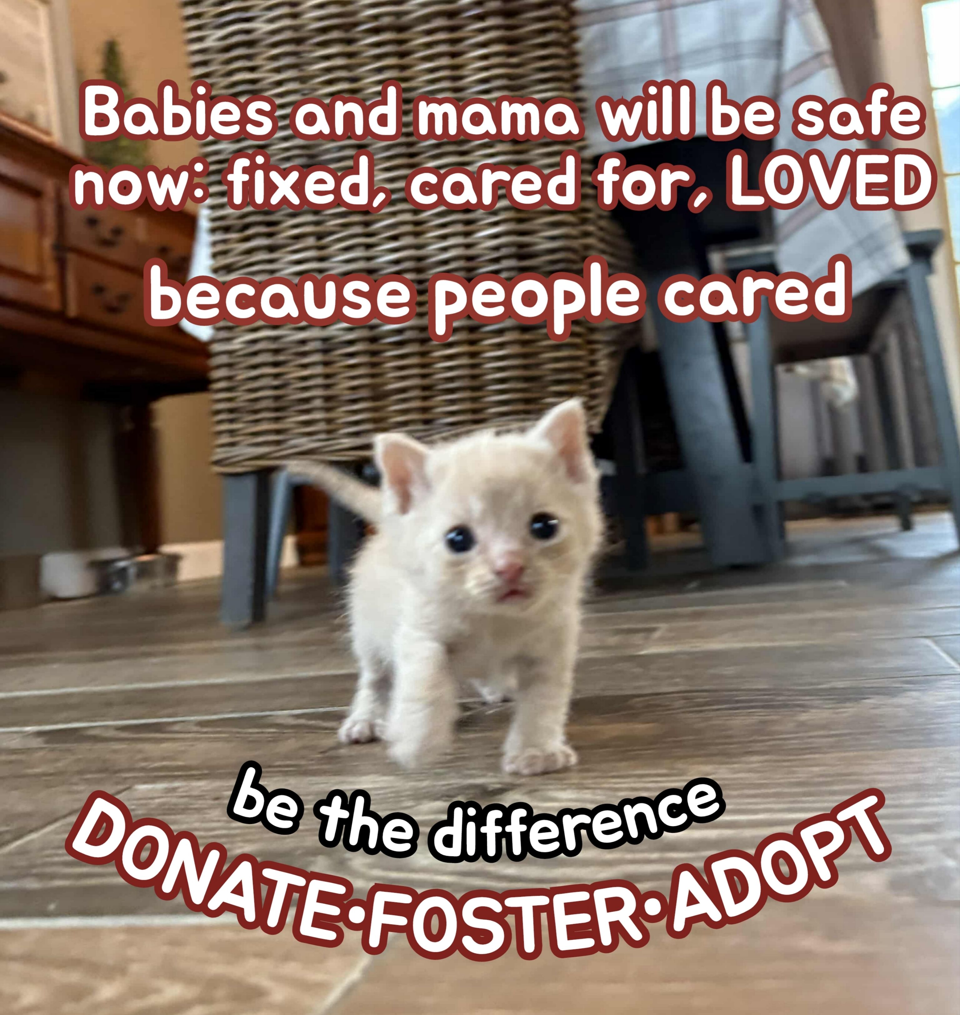 Davis Crew Kittens, Inc