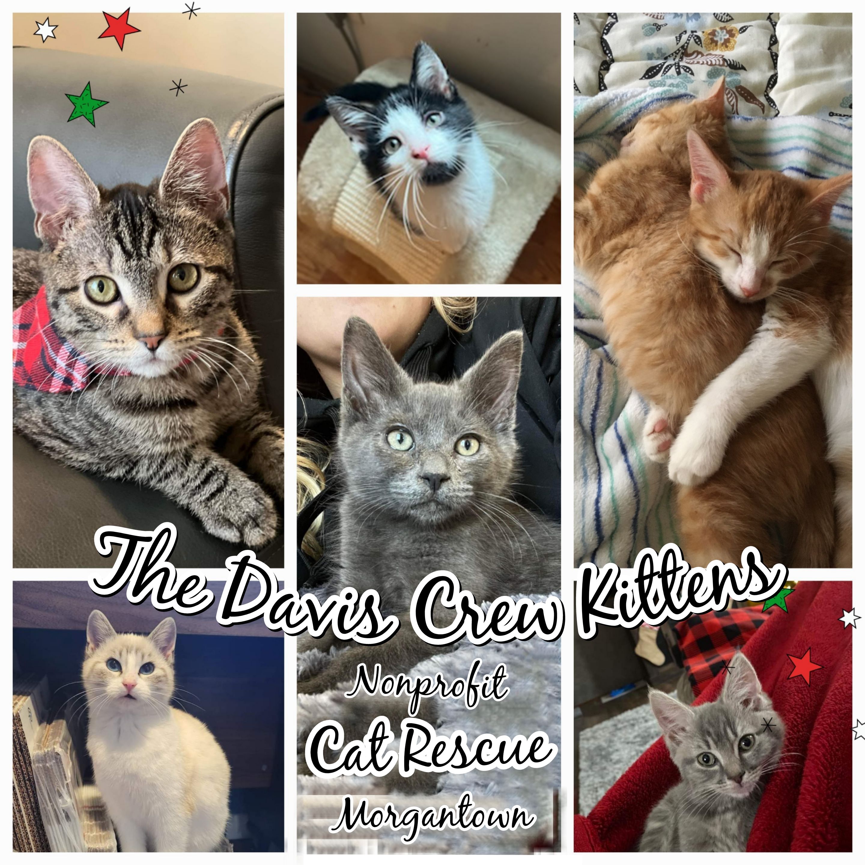 Davis Crew Kittens, Inc