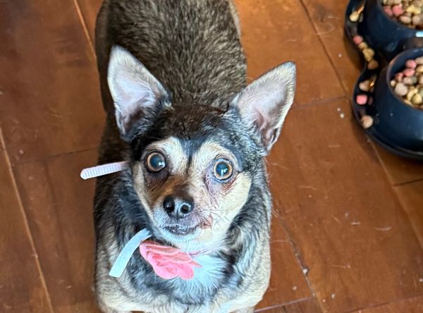 Fuzzy Hearts Animal Rescue