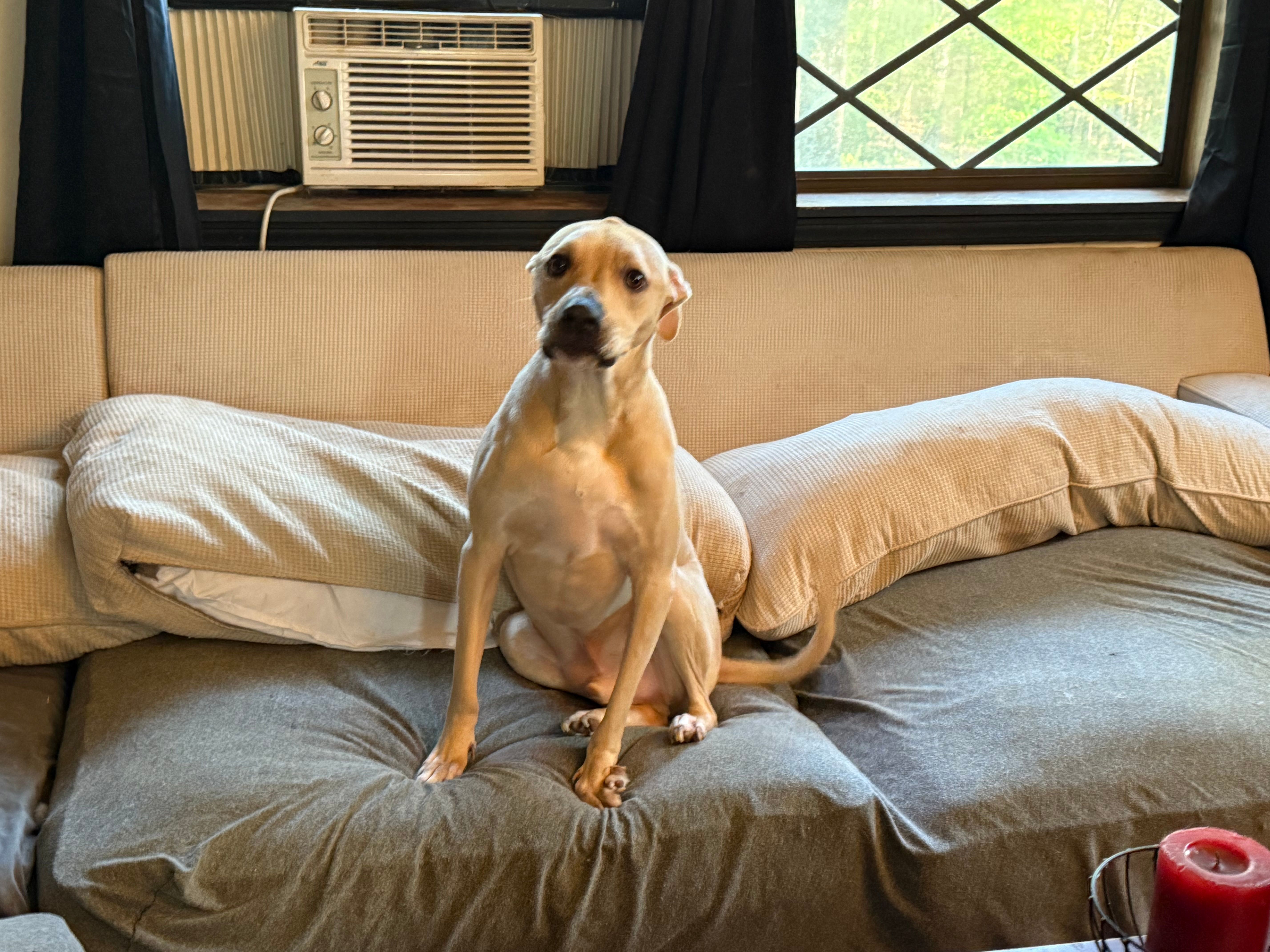 Fuzzy Hearts Animal Rescue