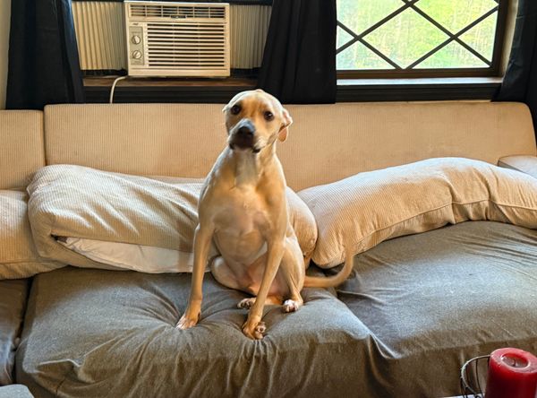 Fuzzy Hearts Animal Rescue