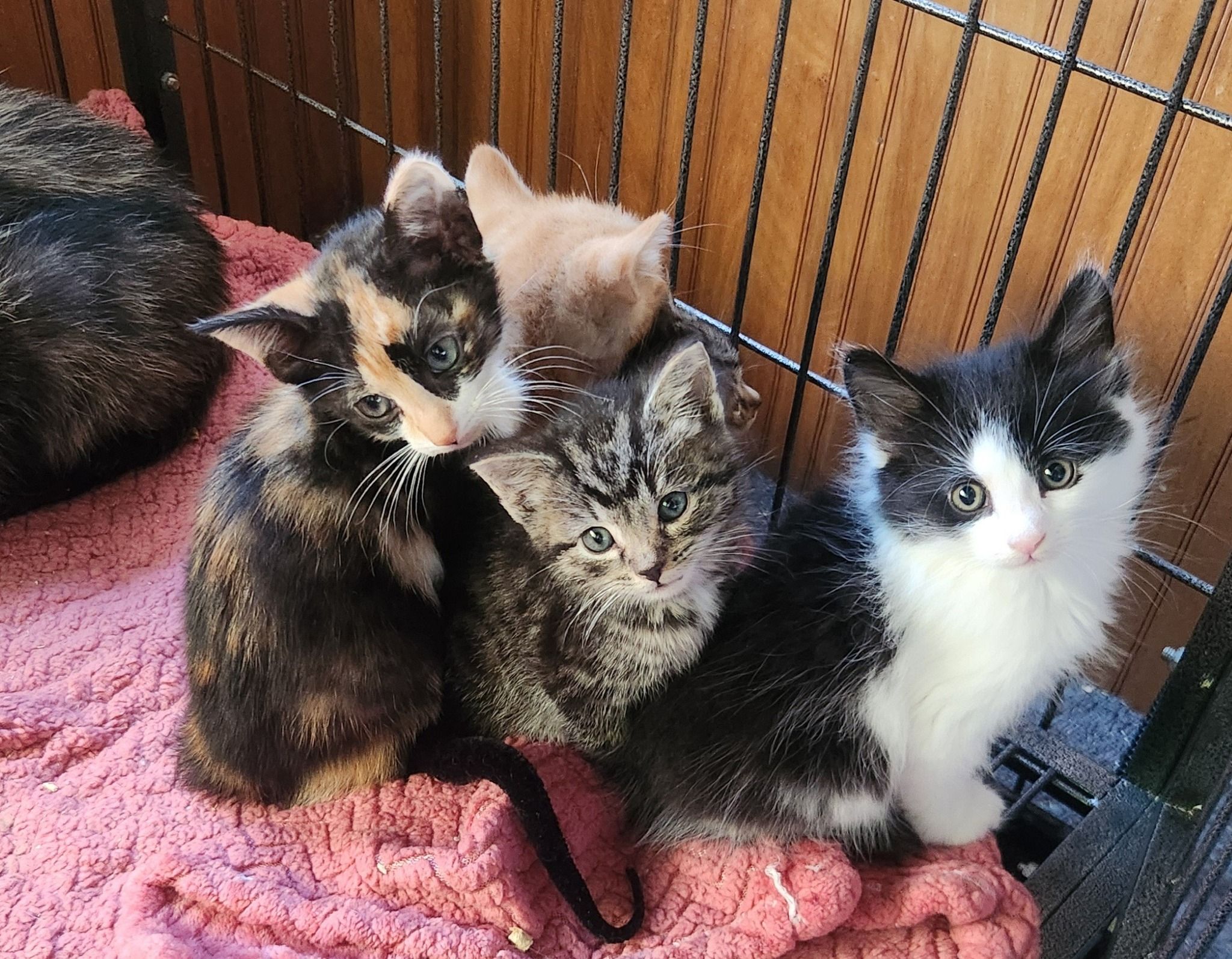 Small Town Cat Rescue