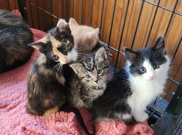 Small Town Cat Rescue