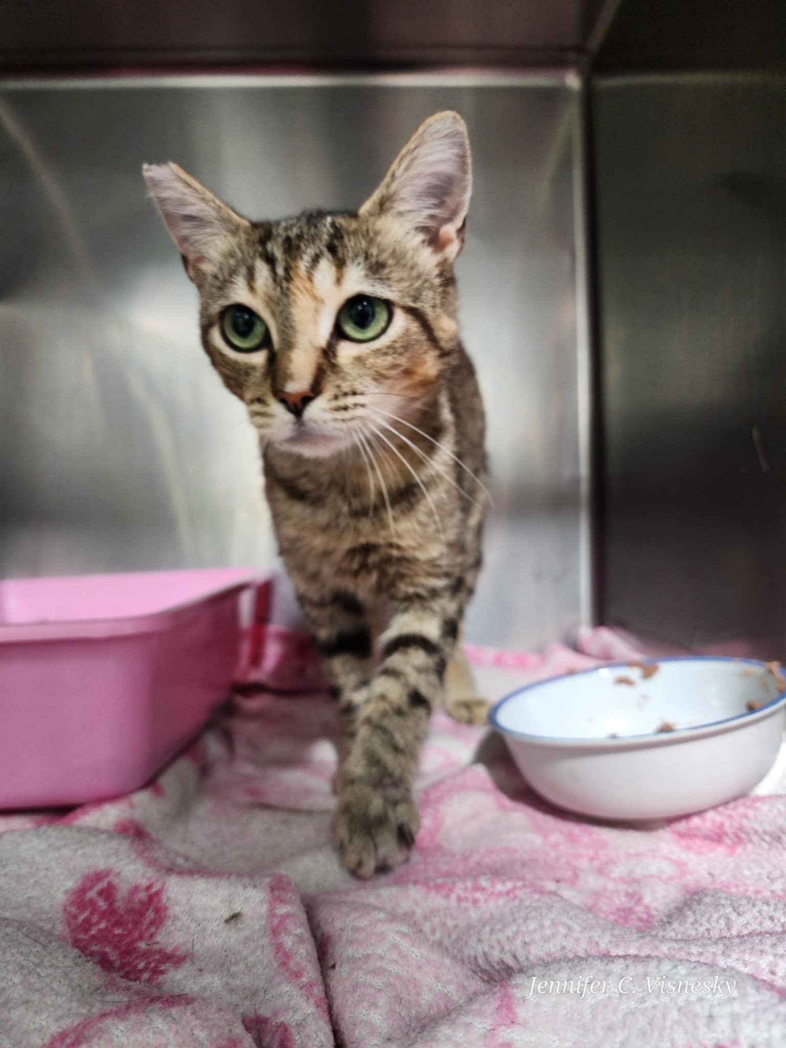 Small Town Cat Rescue