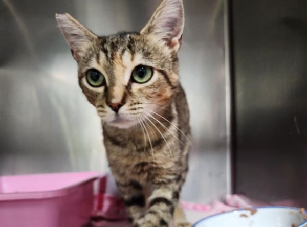 Small Town Cat Rescue