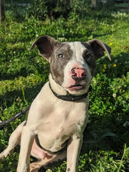 Karin 4 Kritters K9 Rescue