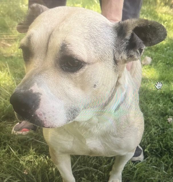 Karin 4 Kritters K9 Rescue