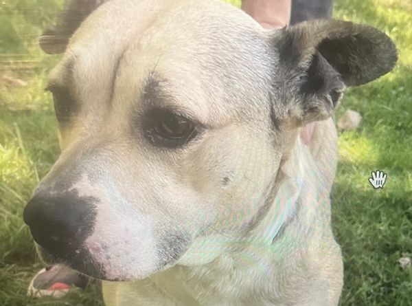 Karin 4 Kritters K9 Rescue