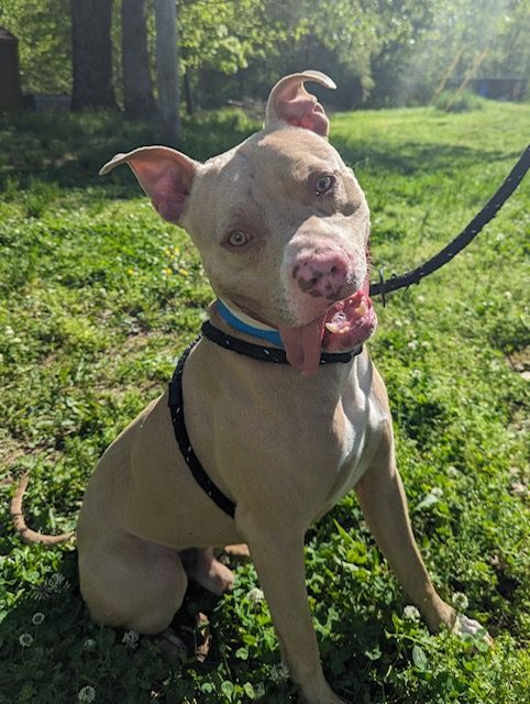 Karin 4 Kritters K9 Rescue