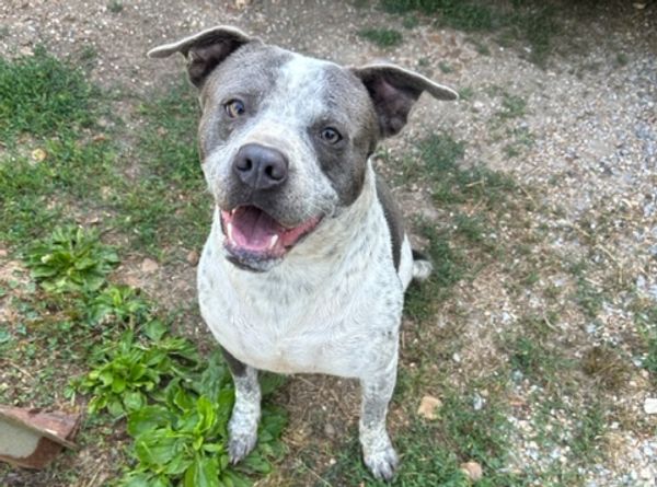 Karin 4 Kritters K9 Rescue