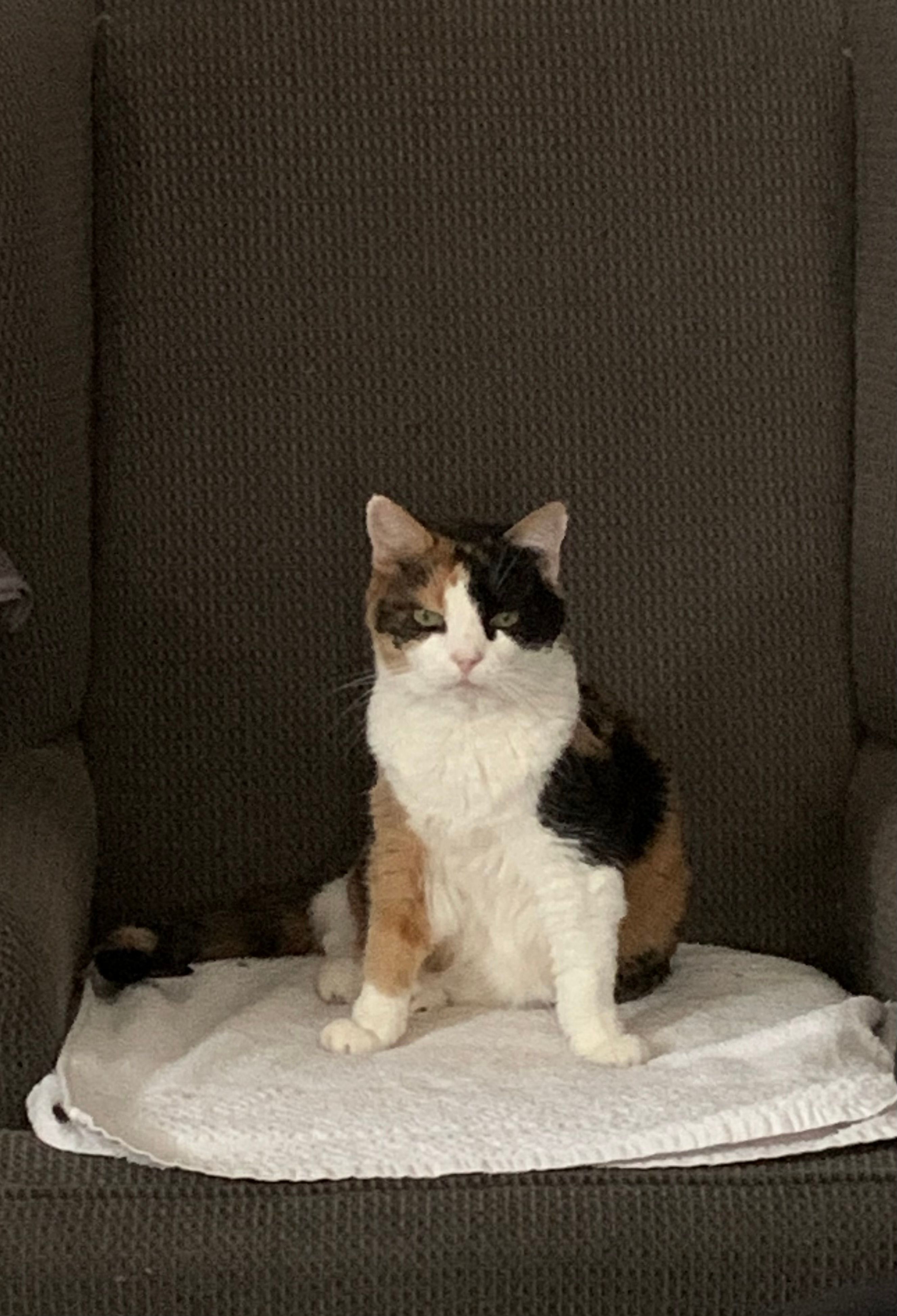 AMEN Feline Sanctuary