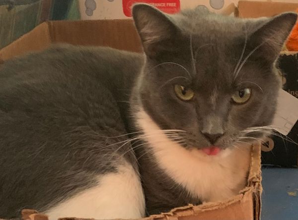 AMEN Feline Sanctuary