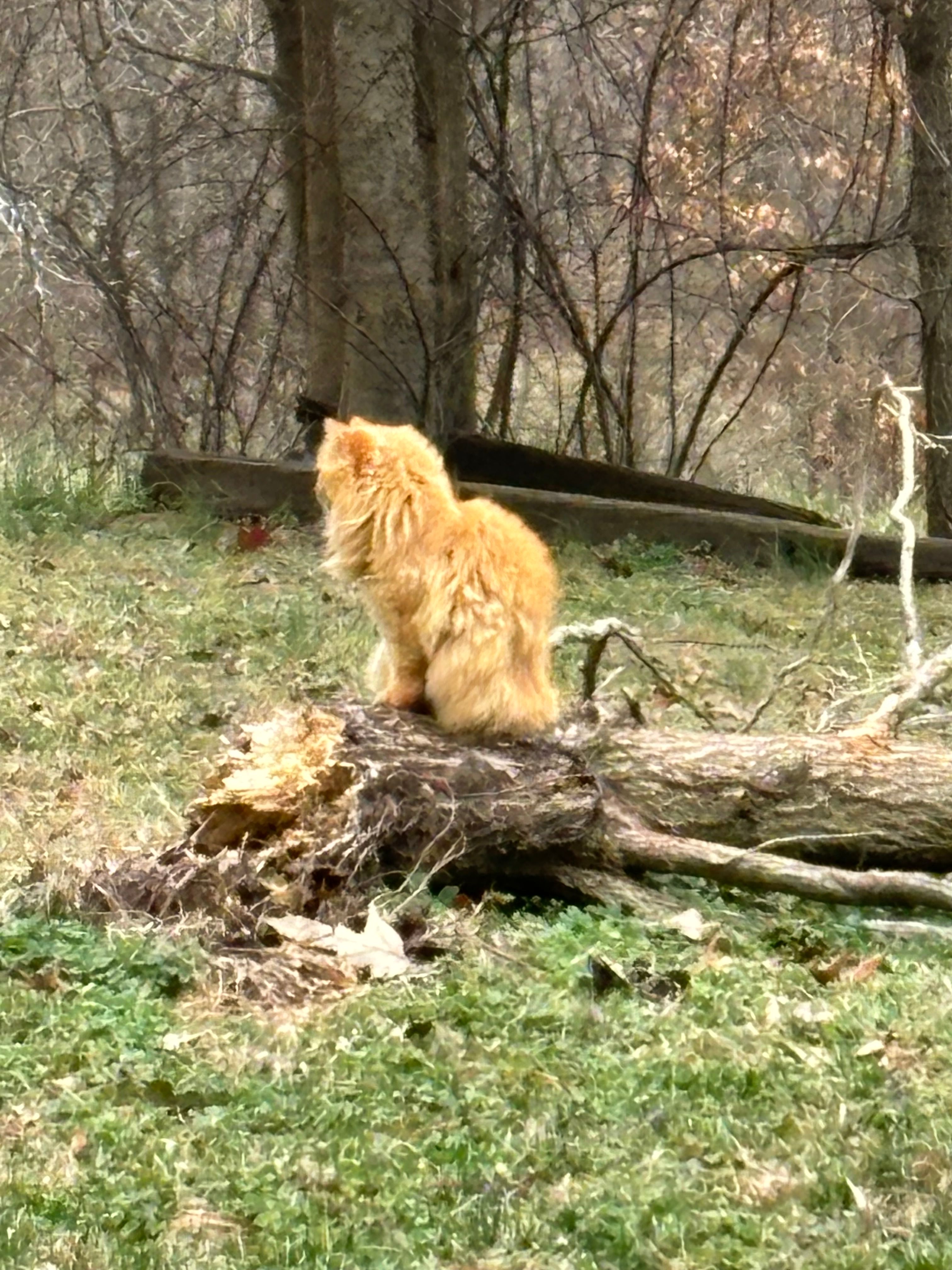Red Fern Animal Shelter