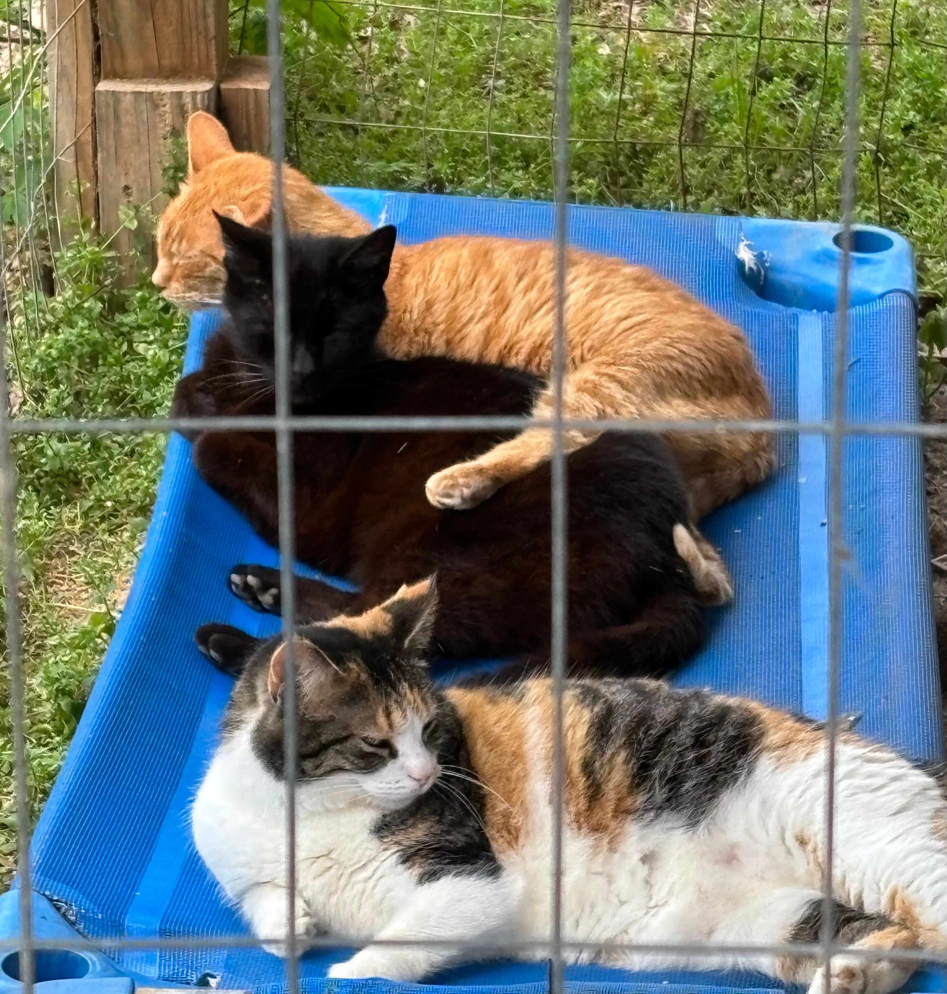 Red Fern Animal Shelter