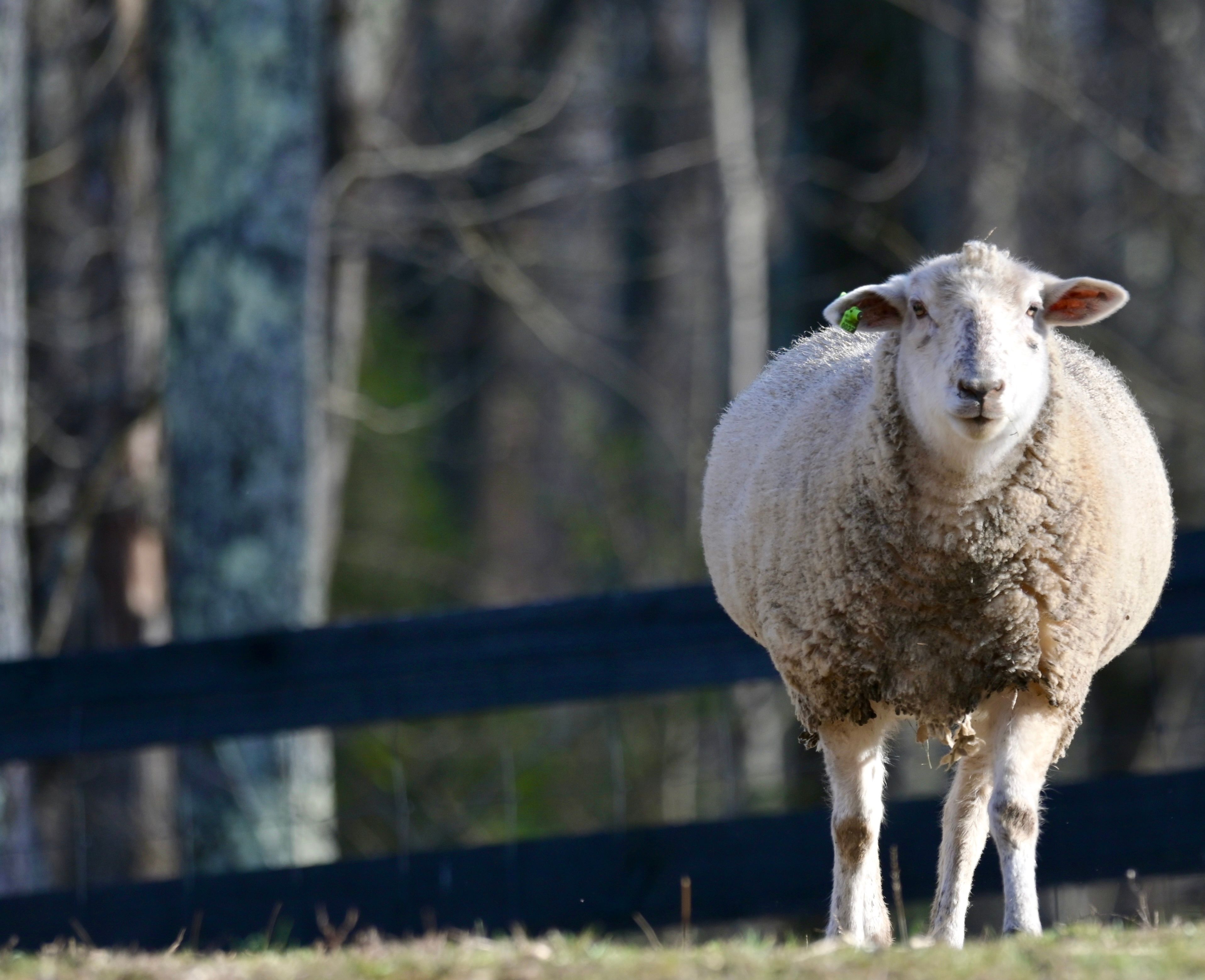 Flying Pigs Sanctuary- Tennessee