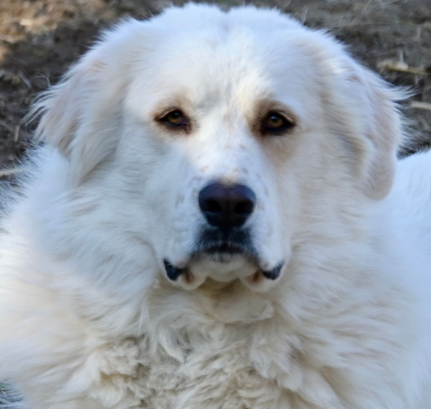 Flying Pigs Sanctuary- Tennessee