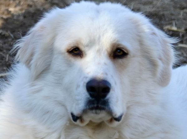 Flying Pigs Sanctuary- Tennessee