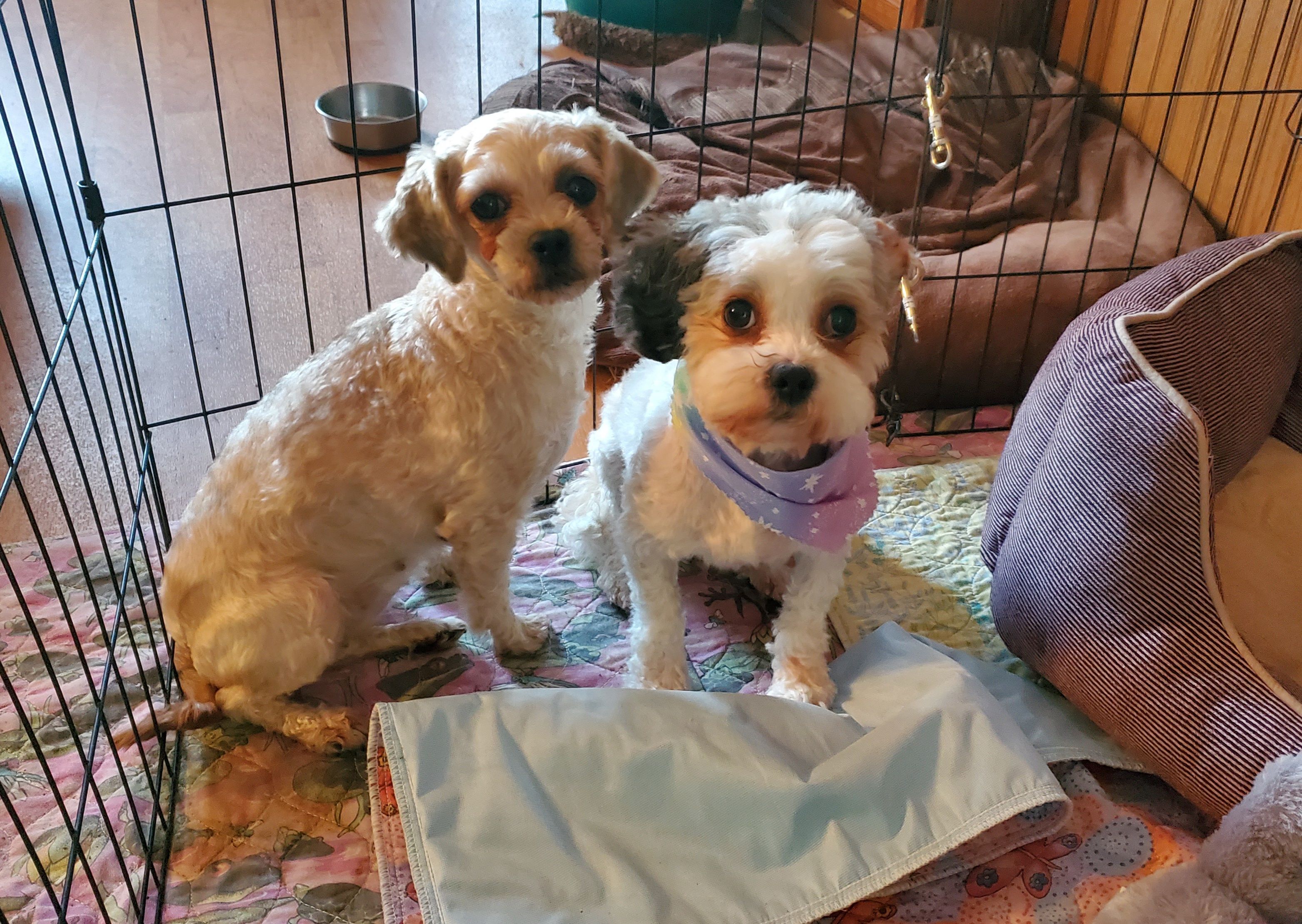 Shih Tzu Rescue of Central WI