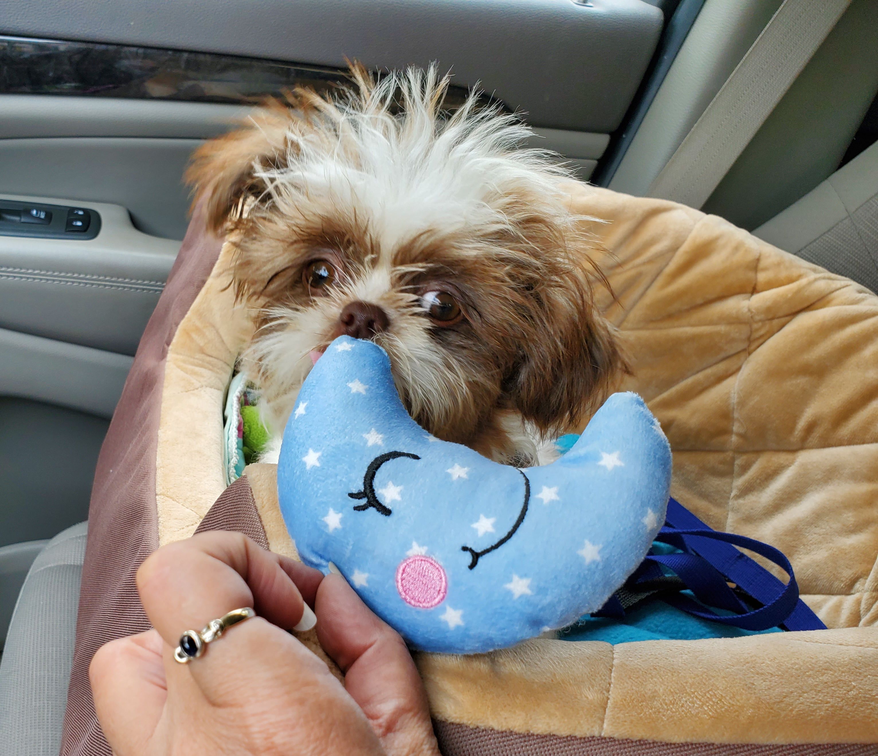 Shih Tzu Rescue of Central WI