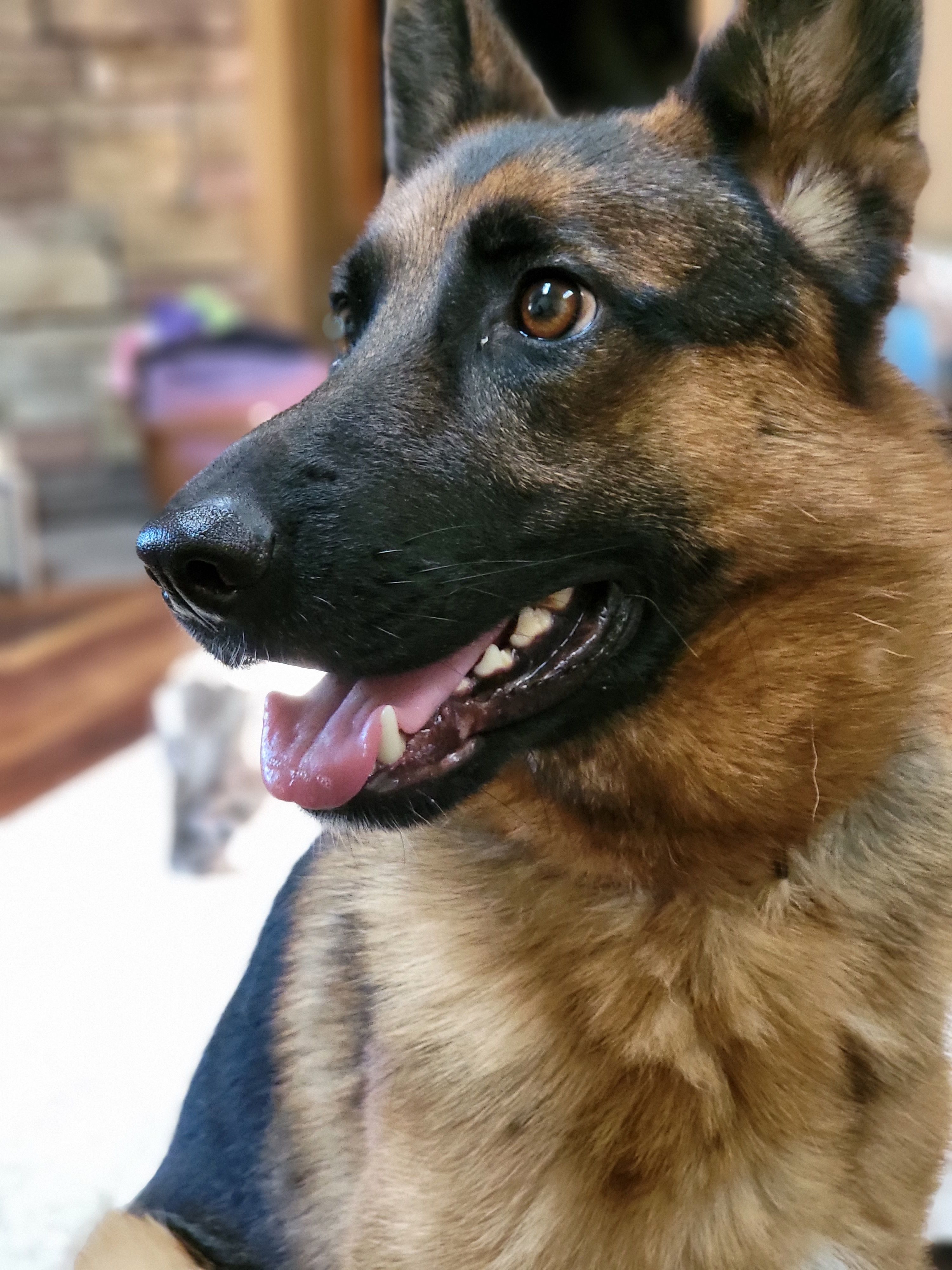 Crossroads K9 Rescue