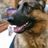 Crossroads K9 Rescue