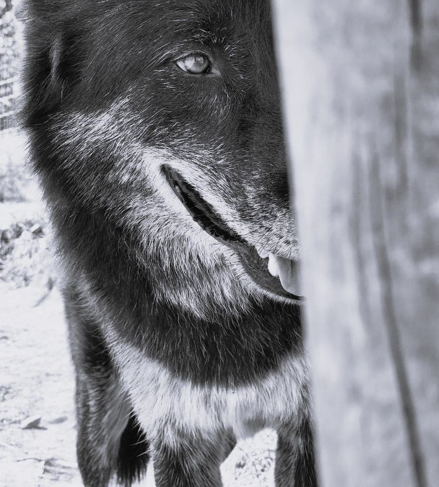 Apex Angels & Warriors