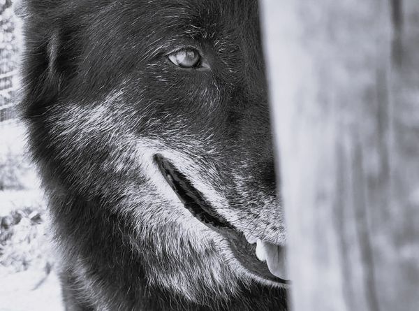 Apex Angels & Warriors