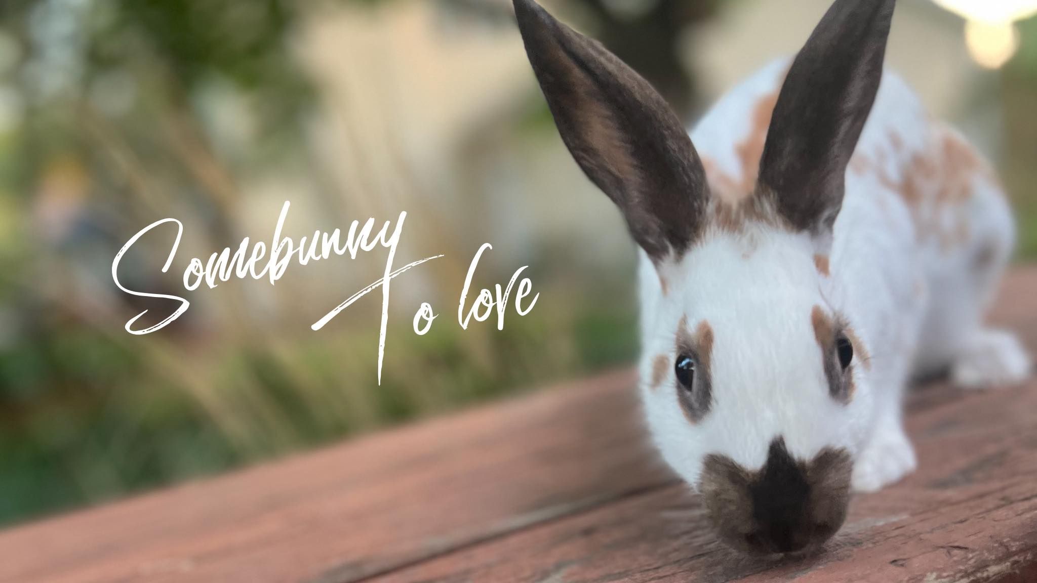 Oscar's Rabbit Rescue, Inc